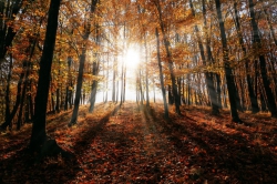Sun filtering through a forest canopy during autumn